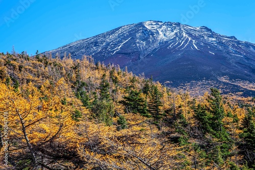 Top of Mount Fuji and yellow pine trees in autumn