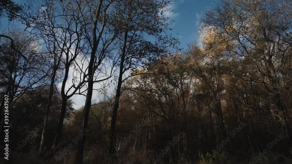 Autumnal woodland background with the wind blowing through majestic trees Autumnal woodland background with the wind blowing through majestic trees