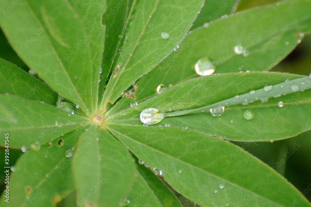 gouttes d'eau sur feuilles vertes gouttes d'eau sur feuilles vertes
