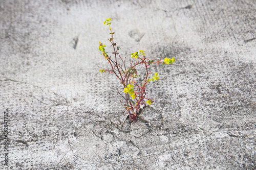 plante solitaire émergeant du bitume photo