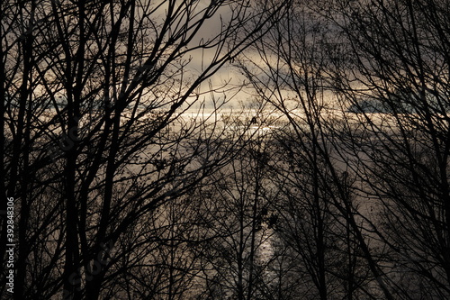葉の無い木々の枝。曇り空の下、輝く湖面。初冬の湖畔の風景