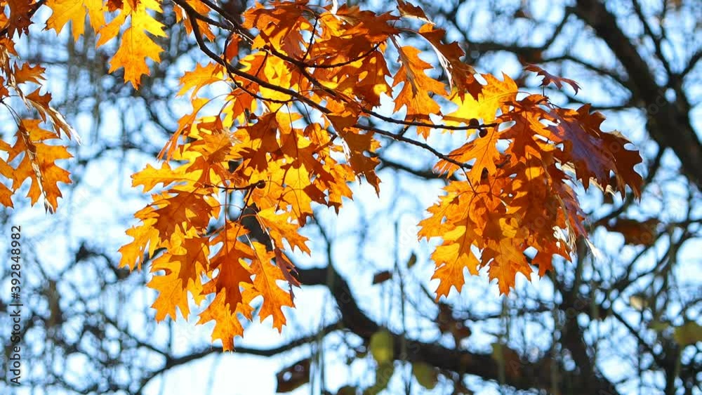 Bright autumn leaves close up. Orange leaf. Nature background. Bright autumn leaves close up. Orange leaf. Nature background.