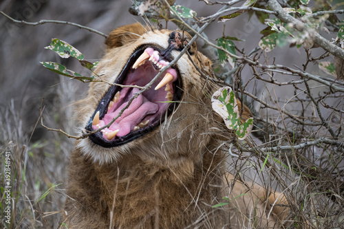 Portrait of a young sub adult male lion yawning and barring his impressive teeth