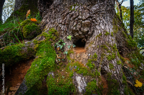 Tree Hollow on an old tree in forest
