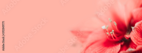 Quadro su tela Coral amaryllis close up on coral background