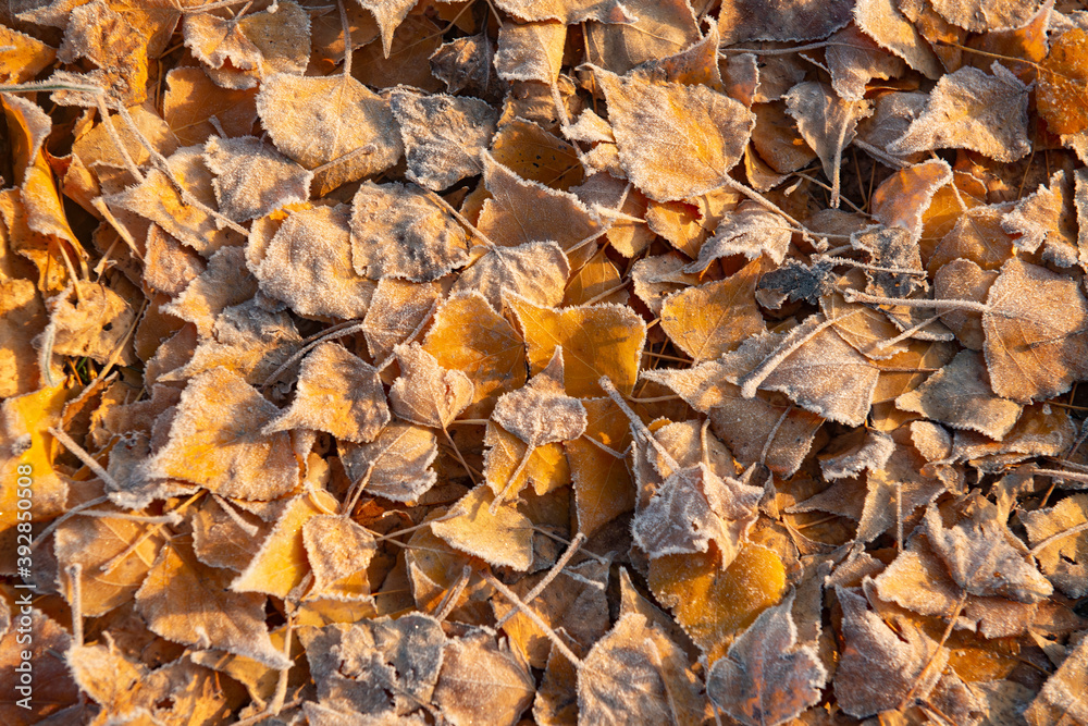 Fototapeta premium nature feuillage tombé automnal forêt nature givre couleur