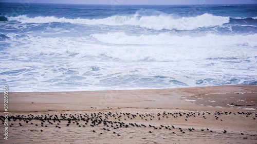 Birds on Aveiro beach on the coast of Portugal © cribea