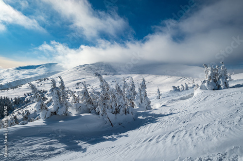 Snow covered fir trees on snowy mountain plateau, tops with snow cornices in far. Magnificent sunny day on picturesque beautiful alps ridge.