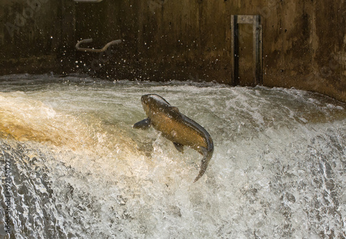Chinook Salmon leaping from the water at a fish ladder on the Bowmanville Creek