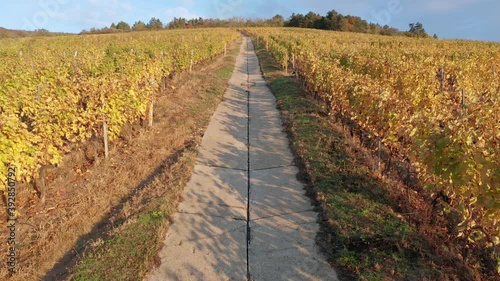 Tokaj, Hungary - 4K drone flying above the famous vineyards of Tokaj wine region on a warm, sunny autumn morning with blue sky photo