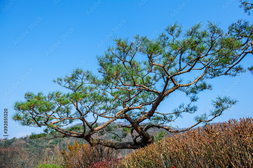 The landscape of beautiful fine tree background blue sky.
