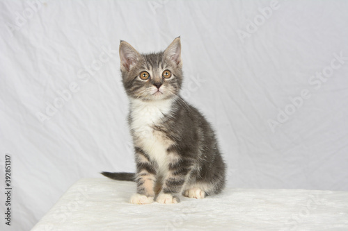 Grey and white domestic short hair kitten