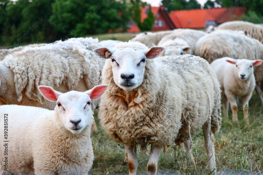 sheep and lambs sheep and lambs