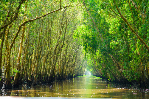 Sailing boat in Tra Su flooded indigo forest trees, a preserved forest in the Mekong Delta. Located in Van Giao commune, Tinh Bien district
 photo