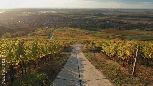 Tokaj, Hungary - 4K drone flying above the famous vineyards of Tokaj wine region on a warm, sunny autumn morning with blue sky photo