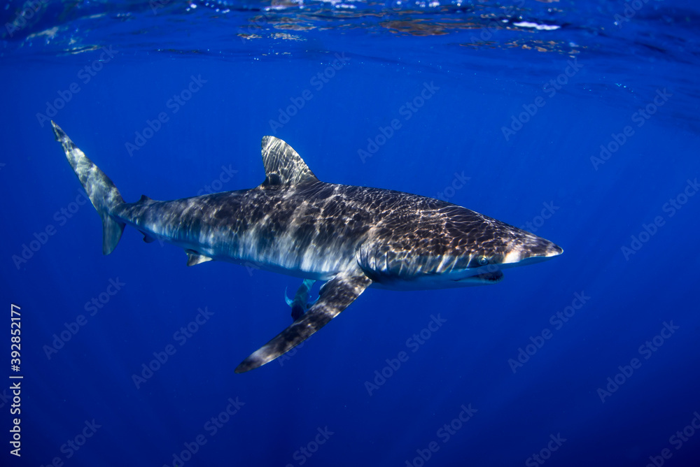 Fototapeta premium Silky shark