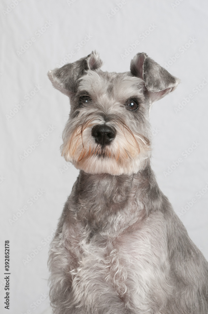 Schnauzer looking at the camera headshot on a white background Schnauzer looking at the camera headshot on a white background