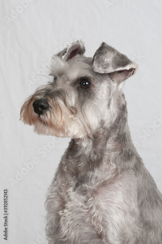 Schnauzer head and shoulder looking away from the camera