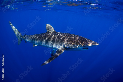 Silky shark © lorenzoragazzi