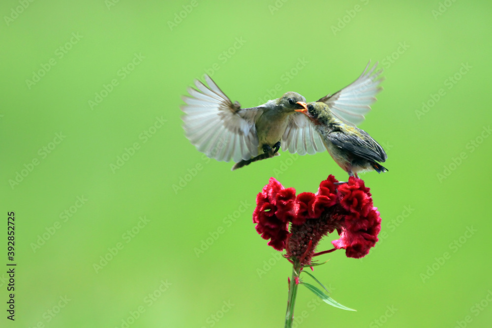 Naklejka premium Kemande bird (Dicaeum trochileum) feed their young