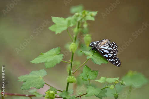 Wildlife From Wipattu