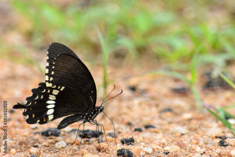 Obraz premium Wildlife From Wipattu