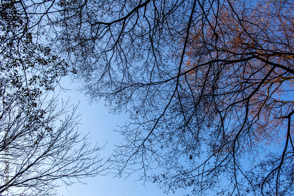 Obraz premium The landscape of autumn tree background blue sky.