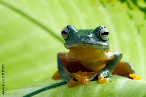 Beautiful Javan tree frog sitting on green leaves