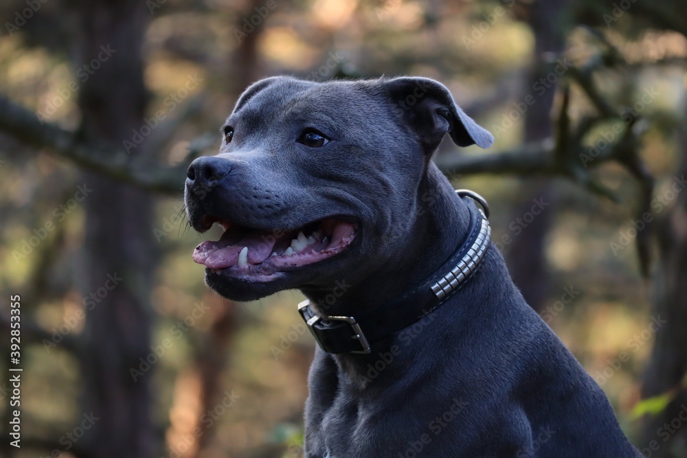 Close-up of Side Portrait of Smiling Staffordshire Bull Terrier in the Forest.  Head of Happy Blue Staffy in the Nature.