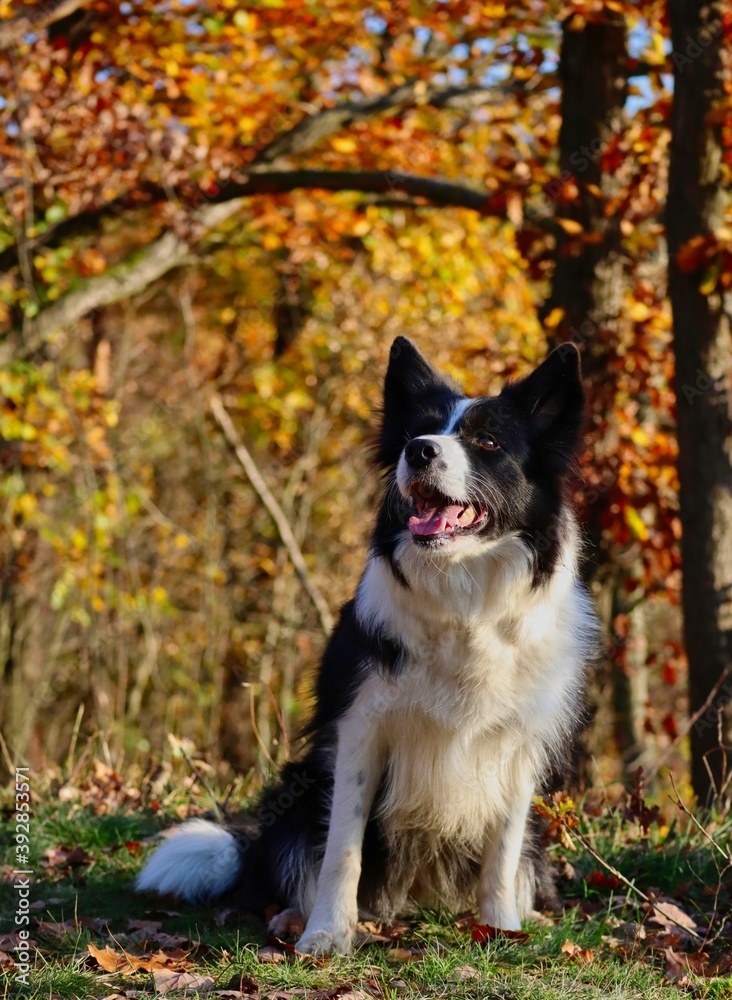 Adorable Border Collie Smiles in Sunny Autumn Forest. Cute Black and White Dog Sits Outside during Fall Season.