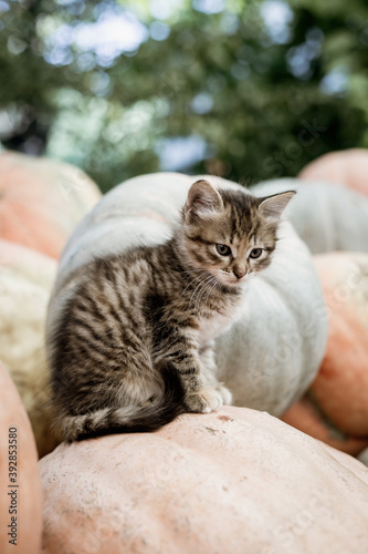 Cute gray kitten sitting on a pile of pumpkins