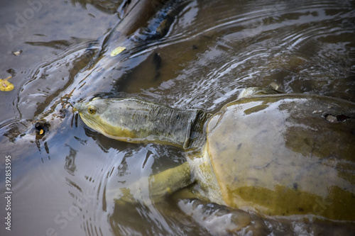 Wildlife From Wipattu 