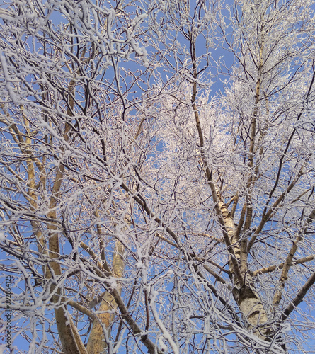 Winter landscape with frosty trees in snowy forest / park. White winter. Frost on tree branches. Frosty winter day, winter park in snow.