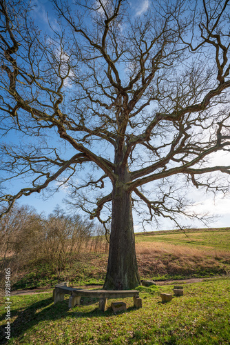 Fotografía Solitary oak with seating to linger