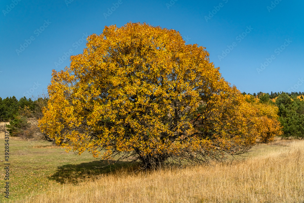 Fototapeta premium Lonely autumn tree in the field