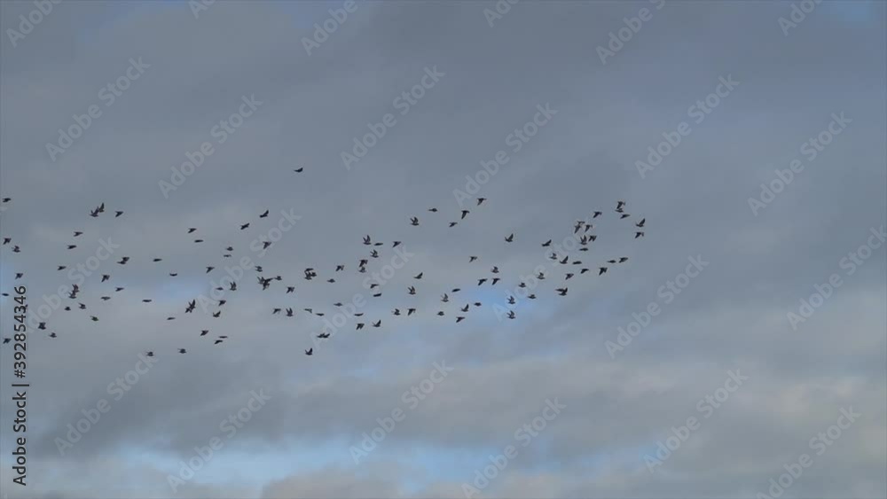 A flock of flying birds in the cloudy sky. A flock of flying birds in the cloudy sky.