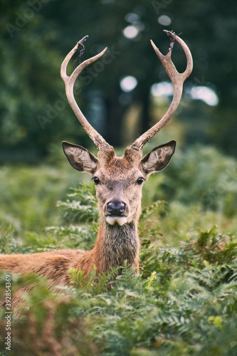 photography of a free deer