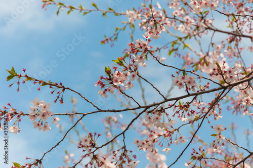 cherry blossom sakura in spring with the blue sky
