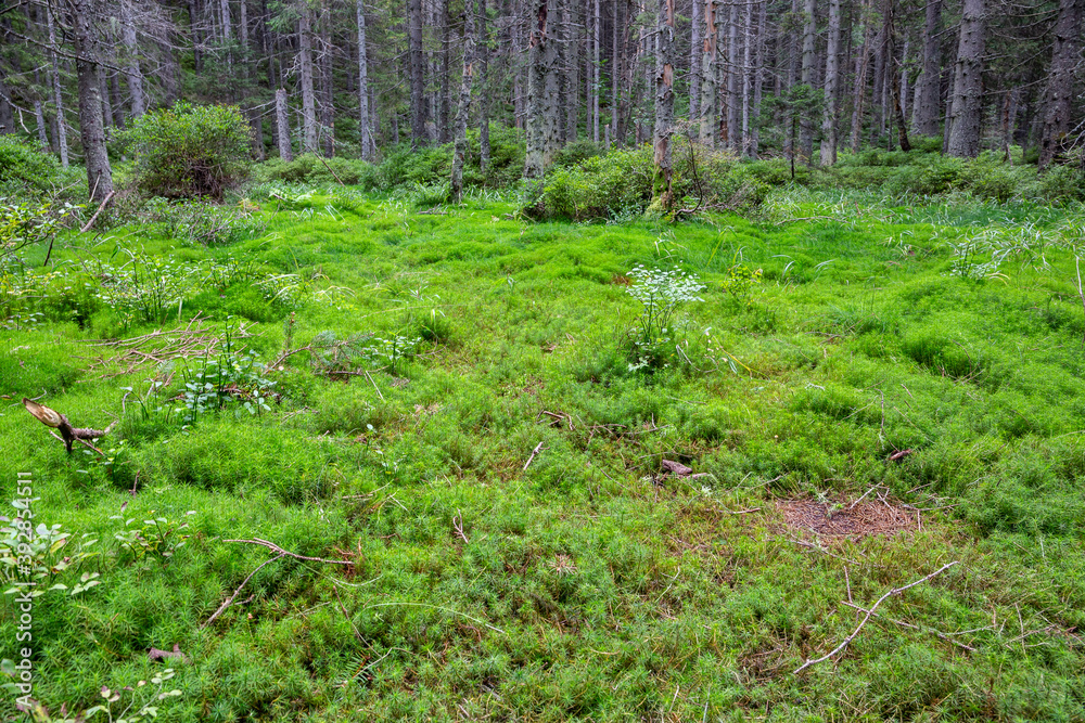 Field of Common Haircap Moss (Polytrichum commune, Polytrichaceae) in coniferous forest in Tatra Mountains, Poland. Field of Common Haircap Moss (Polytrichum commune, Polytrichaceae) in coniferous forest in Tatra Mountains, Poland.