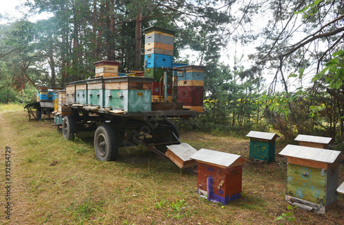 Many beehives were transported by a tractor trailer to a new location in a forest to collect nectar and pollen for efficient linden honey harvest in summer as a part of a beekeeping or apiculture. © bildlove