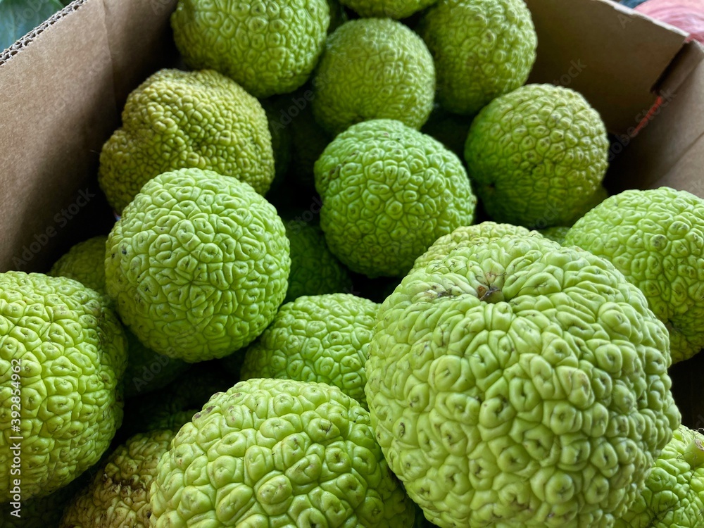hedge apples at the market hedge apples at the market