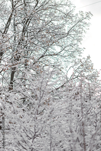 snow covered trees in winter © Евгения Смульская