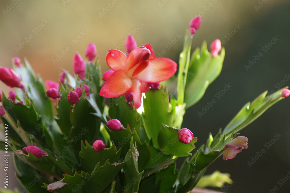 Obraz premium Weihnachtskaktus Schlumbergera auf der Fensterbank
