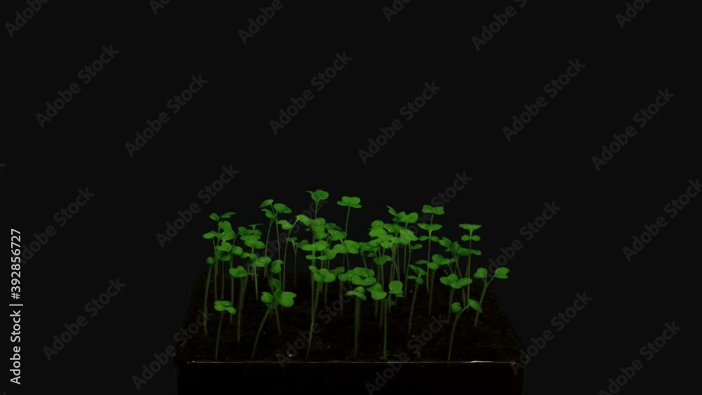 Time-lapse of germinating microgreens mustard seeds 3a4 in PNG+ format with ALPHA transparency channel isolated on black background, in 4K
Time-lapse of germinating microgreens mustard seeds 3a4 in PNG+ format with ALPHA transparency channel isolated on black background, in 4K