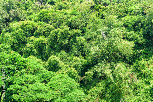 Top view of tropical forest. Green foliage of rainforest.