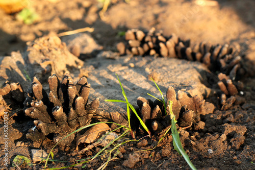 Dead man's fingers or Xylaria polymorpha, a saprobic fungi on a tree stump photo