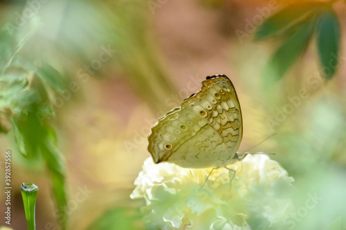 Wildlife From Peradeniya Botanical Gardens
