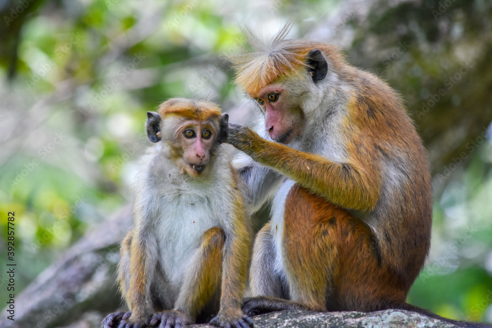 Wildlife From Peradeniya Botanical Gardens