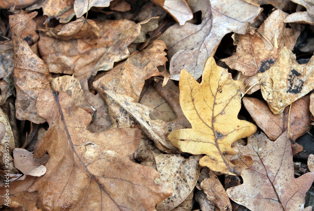 Fallen oak leaves lie on the ground in the forest on a cold autumn day