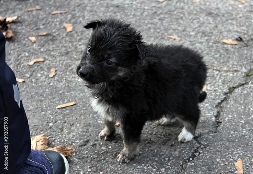 Wallpaper Mural A small black puppy stands at the child's feet on a cold autumn day Torontodigital.ca